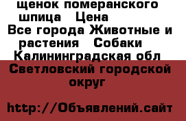 щенок померанского  шпица › Цена ­ 50 000 - Все города Животные и растения » Собаки   . Калининградская обл.,Светловский городской округ 